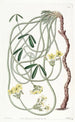 Oxalis tortueux - Sydenham Edwards — vy av konstverket