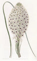 Xerophyllum à feuilles coriaces - Sydenham Edwards — vy av konstverket