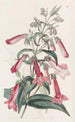 Pentstemon transparent liknande gentian - Sydenham Edwards — vy av konstverket
