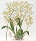 Oncidium med triangulära läppar - Sydenham Edwards — vy av konstverket