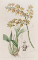 Oncidium med trådläpp - Sydenham Edwards — vy av konstverket