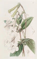 Gloxinia med tubulära blommor - Sydenham Edwards — vy av konstverket