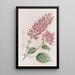 tubulära blomster-salvia - Sydenham Edwards — inramlat konstverk på väggen