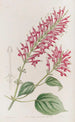 tubulära blomster-salvia - Sydenham Edwards — vy av konstverket