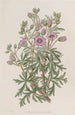 geranium tuberous sort med grenad - Sydenham Edwards — vy av konstverket