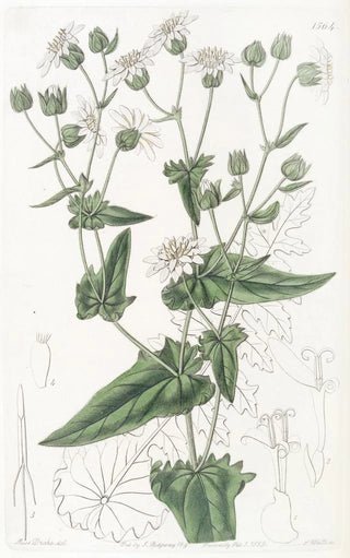 Sydenham Edwards - Turnipleaved MuskSuccory.webp