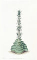 Crassula med torn - Sydenham Edwards — vy av konstverket