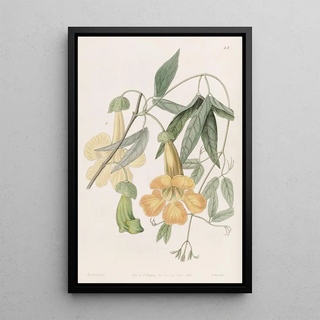 Sydenham Edwards - Tweedies Bignonia.webp