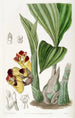 BarrelOrchis bicolore - Sydenham Edwards — vy av konstverket