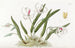 Leptotes bicolore - Sydenham Edwards — vy av konstverket