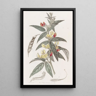 Sydenham Edwards - Twocoloured Pigeon Pea.webp