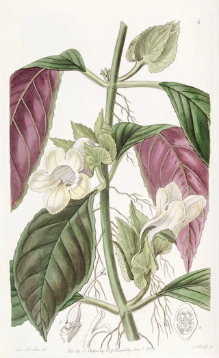 Sydenham Edwards - Twocoloured Woodwort.webp