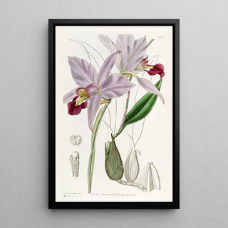 Sydenham Edwards - Twoedged Laelia.webp