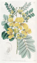 Cassia à deux fleurs - Sydenham Edwards — vy av konstverket