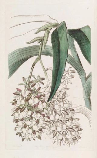 Sydenham Edwards - Twofooted Epidendrum.webp
