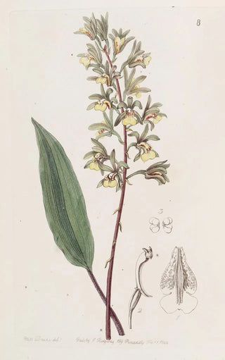 Sydenham Edwards - Twohorned Ania.webp