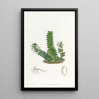 Sydenham Edwards - Tworowed Angraecum.webp