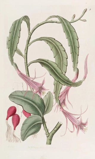 Sydenham Edwards - Twoshaped Torchthistle.webp