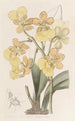 Oncidium med två vårtor - Sydenham Edwards — vy av konstverket