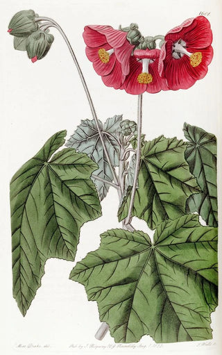 Sydenham Edwards - Umbelflowered mallow.webp