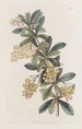 Berberis ombellée - Sydenham Edwards — vy av konstverket