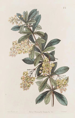 Sydenham Edwards - Umbellate Berberry.webp
