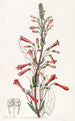 Chelone à feuilles de valériane - Sydenham Edwards — vy av konstverket