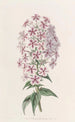 Phlox av Van Houtte - Sydenham Edwards — vy av konstverket