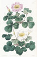 Oxalis variabel - Sydenham Edwards — vy av konstverket