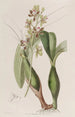 Epidendrum panaché - Sydenham Edwards — vy av konstverket