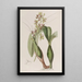 Epidendrum panaché - Sydenham Edwards — inramlat konstverk på väggen