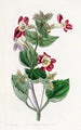Mimulus panaché - Sydenham Edwards — vy av konstverket