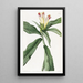 Costus à fleurs panachées - Sydenham Edwards — inramlat konstverk på väggen