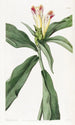 Costus à fleurs panachées - Sydenham Edwards — vy av konstverket