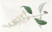 Buddleia à feuilles variées - Sydenham Edwards — vy av konstverket