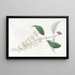 Buddleia à feuilles variées - Sydenham Edwards — inramlat konstverk på väggen
