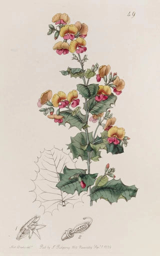 Sydenham Edwards - Variousleaved Chorozema.webp