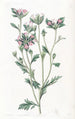 Collomia à feuilles variées - Sydenham Edwards — vy av konstverket