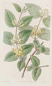 Chèvrefeuille à feuilles variées - Sydenham Edwards — vy av konstverket