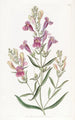 Penstemon à feuilles variées - Sydenham Edwards — vy av konstverket