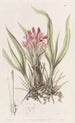 Puya à feuilles variées - Sydenham Edwards — vy av konstverket
