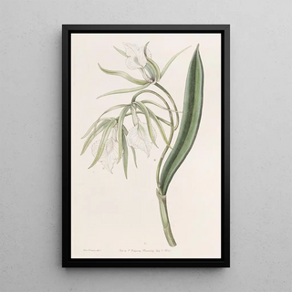 Sydenham Edwards - Veinlipped Brasavola.webp