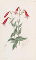 Pentstemon vermillon - Sydenham Edwards — vy av konstverket
