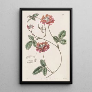 Sydenham Edwards - Villous Zichya.webp