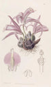 Caelogyne de Wallich - Sydenham Edwards — vy av konstverket