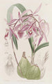Epidendrum verruqueux - Sydenham Edwards — vy av konstverket