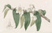 Dendrobium aquatique - Sydenham Edwards — vy av konstverket