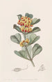 Oxylobium à feuilles en coin - Sydenham Edwards — vy av konstverket