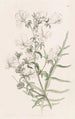 Schizanthus blanc - Sydenham Edwards — vy av konstverket