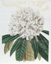 Rhododendron Blanc - Sydenham Edwards — vy av konstverket